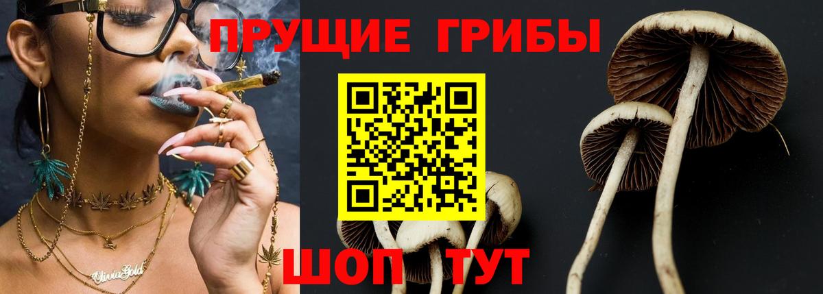 Псилоцибиновые грибы Psilocybe Калининград